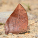 Flamingo Leafwing - Photo (c) Ken Kertell, some rights reserved (CC BY-NC), uploaded by Ken Kertell