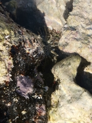 Isoaulactinia stelloides