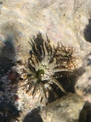 Isoaulactinia stelloides