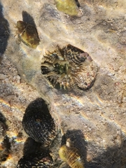 Isoaulactinia stelloides