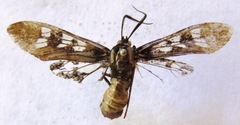 Euchlorostola corydon