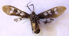 Euchlorostola corydon