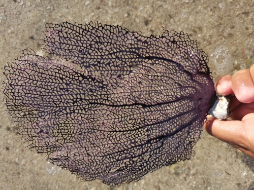 Purple Sea Fan, photo 6 of 9