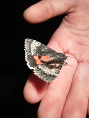 Catocala grotiana