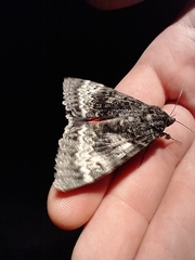 Catocala grotiana