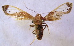 Bertholdia albipuncta