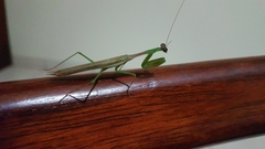 Stagmomantis nahua