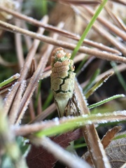 Equisetum arvense
