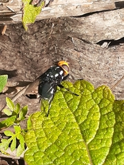 Amenia albomaculata