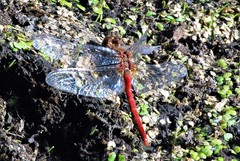 Sympetrum pallipes