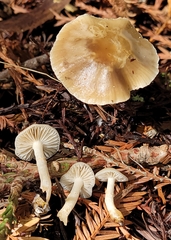 Meottomyces dissimulans