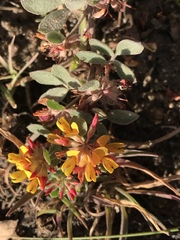 Acmispon decumbens decumbens