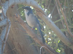 Aphelocoma insularis