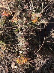 Acmispon decumbens decumbens