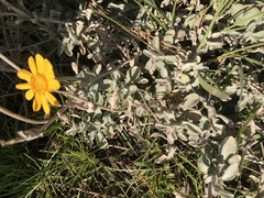Eriophyllum lanatum croceum