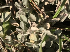 Eriophyllum lanatum croceum