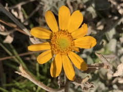 Eriophyllum lanatum croceum