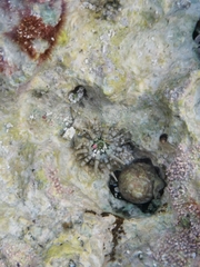 Isoaulactinia stelloides