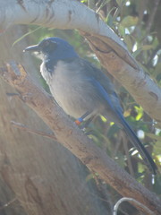 Aphelocoma insularis