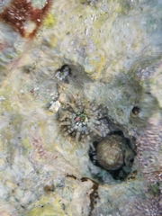 Isoaulactinia stelloides