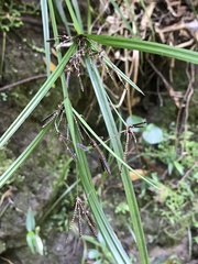 Cyperus tetraphyllus