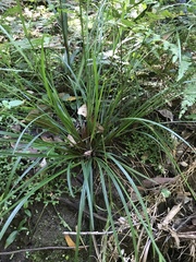 Cyperus tetraphyllus