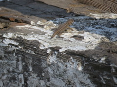 Sceloporus occidentalis becki