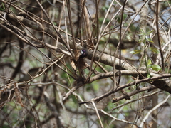 Anthreptes longuemarei