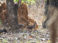 Pternistis icterorhynchus