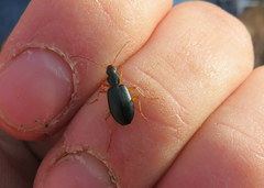 Agonum extensicolle