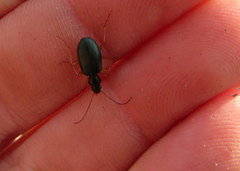 Agonum extensicolle