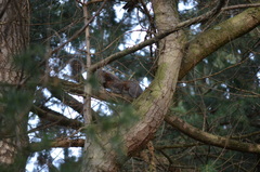 Sciurus carolinensis
