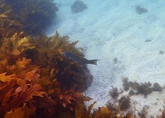 Olisthops cyanomelas