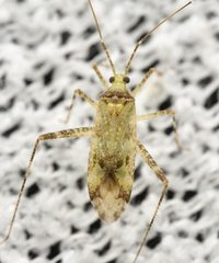 Phytocoris longipennis