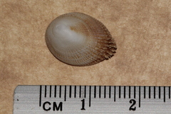 Pilosabia trigona