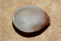 Pilosabia trigona