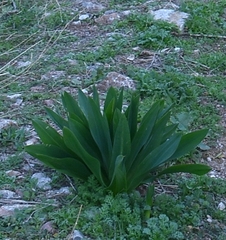 Drimia numidica