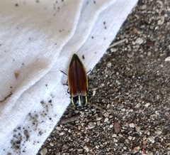 Epistomentis pictus