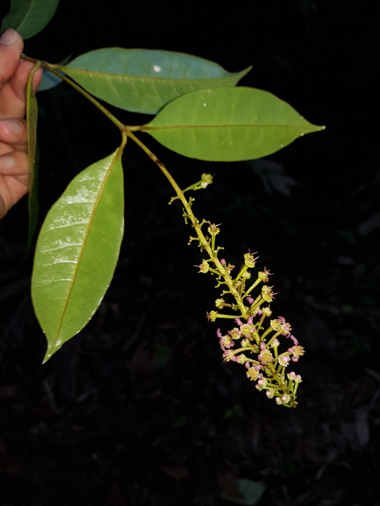 Lophanthera hammelii