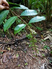 Lophanthera hammelii