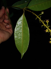 Lophanthera hammelii