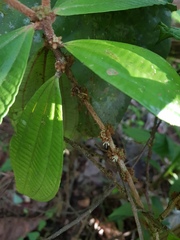Miconia approximata