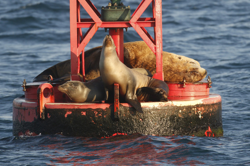 Steller Sea Lion