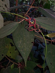 Miconia sulcicaulis