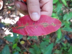 Couratari scottmorii