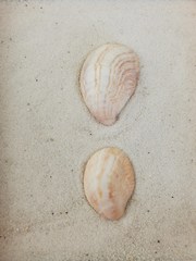 Crepidula fornicata image