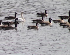 Branta hutchinsii