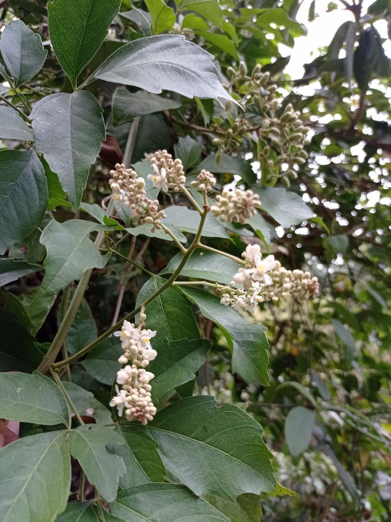 Serjania atrolineata