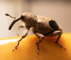 Heilus faldermanni