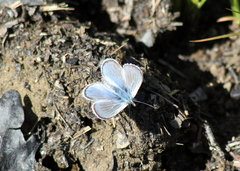 Glaucopsyche lygdamus